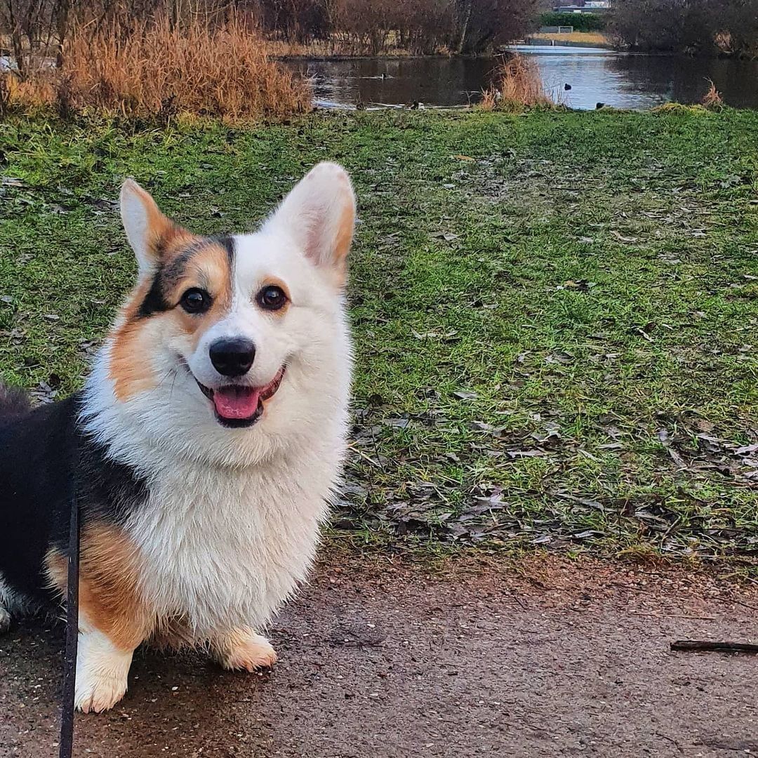 What a handsome boi🧡 📸...