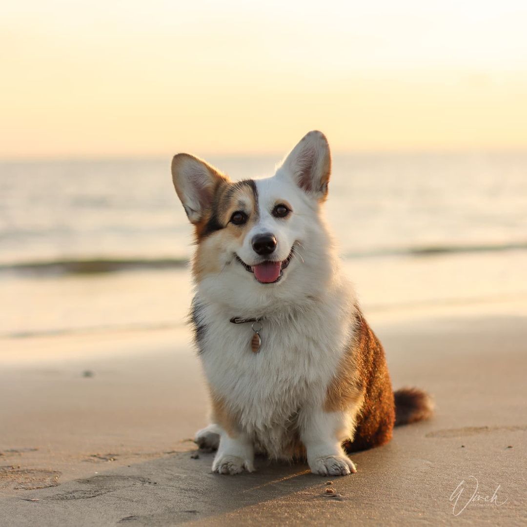 What a handsome boi🧡 📸...