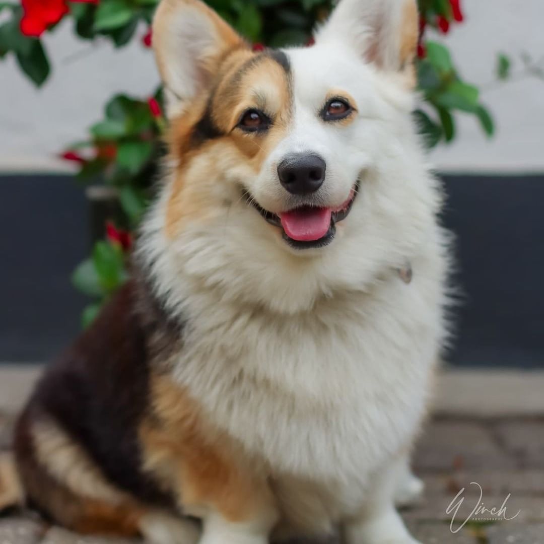What a handsome boi🧡 📸...