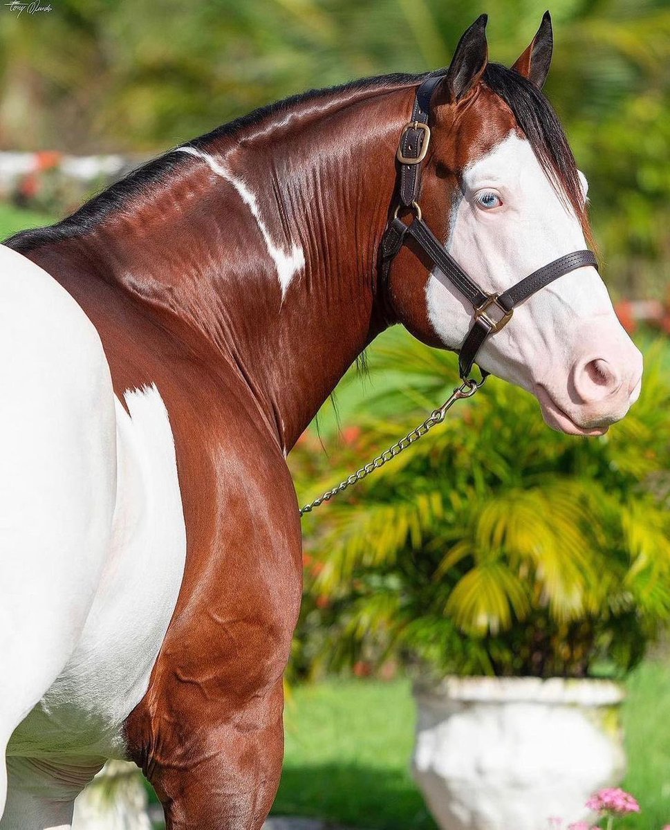 🐴 Brezilya’da...