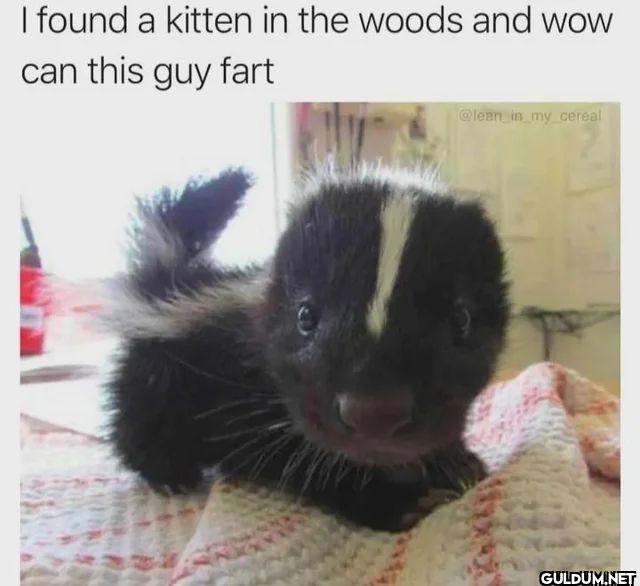 I found a kitten in the...