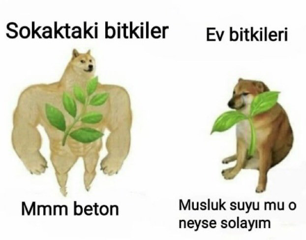 Sokaktaki bitkiler Ev...