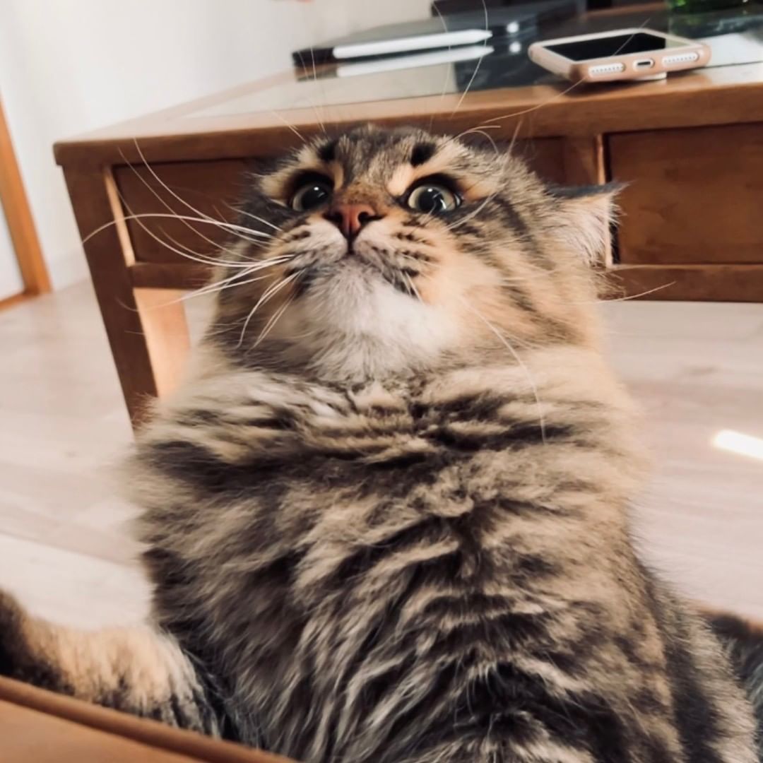 This cat has more facial...