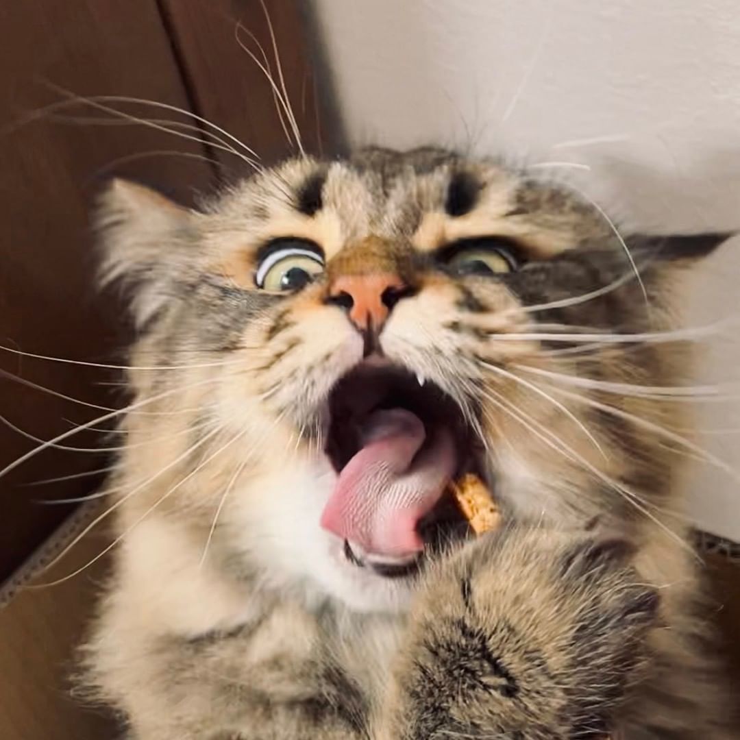 This cat has more facial...
