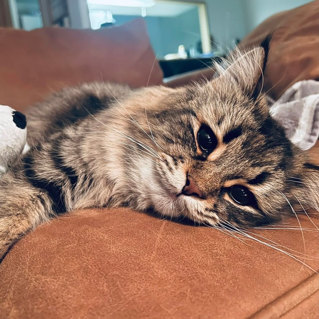 This cat has more facial...