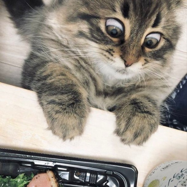 This cat has more facial...