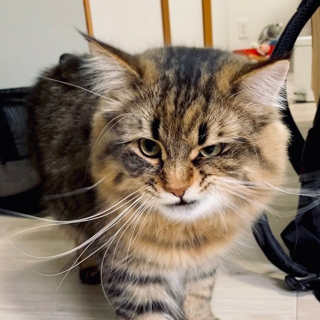 This cat has more facial...