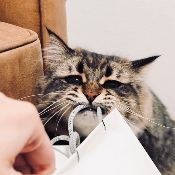 This cat has more facial...
