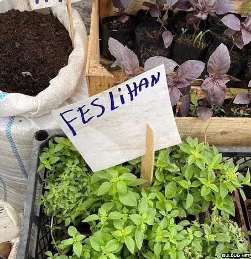 Doğrusunu unuttum  Kaynak