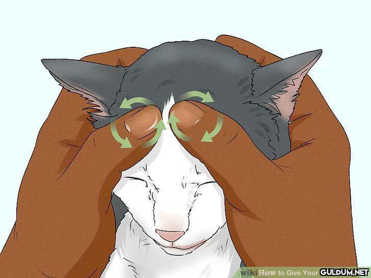 wiki How to Give Your Cat...