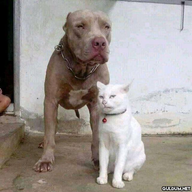 Pitbulllarla yaşaya yaşaya...