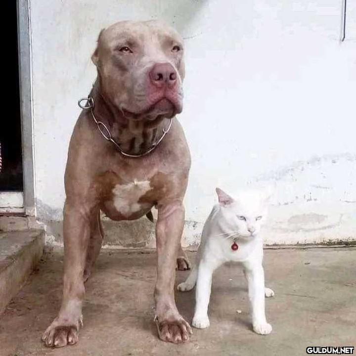 Pitbulllarla yaşaya yaşaya...