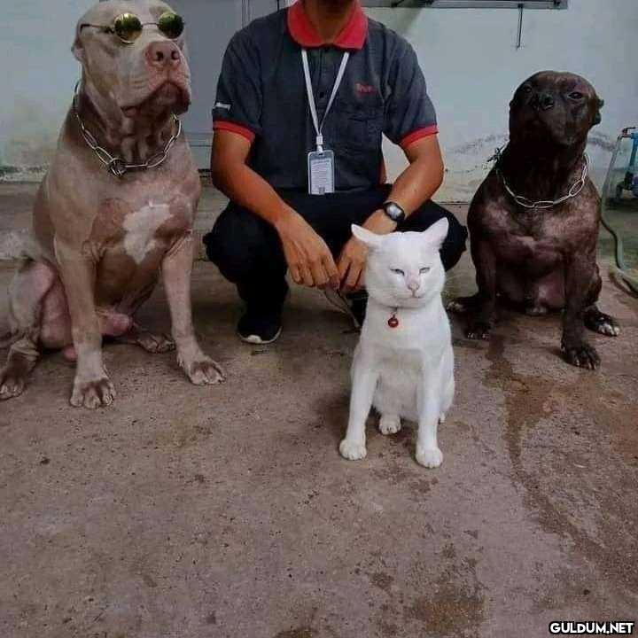 Pitbulllarla yaşaya yaşaya...