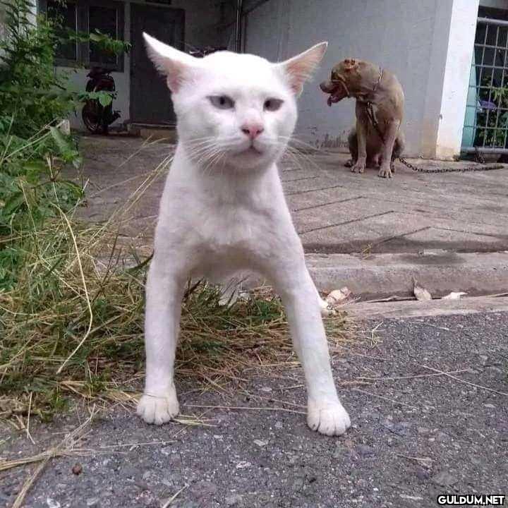 Pitbulllarla yaşaya yaşaya...