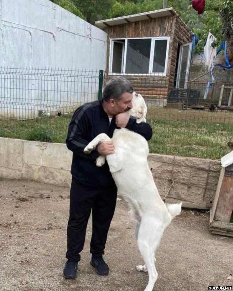 -Bana hırlama!  Kaynak