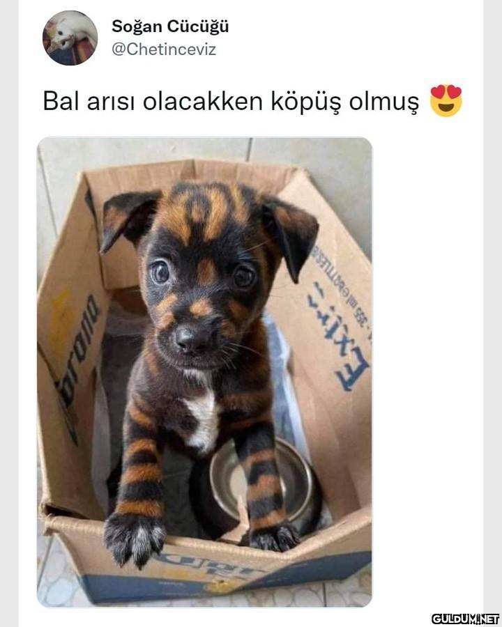 Soğan Cücüğü @Chetinceviz...