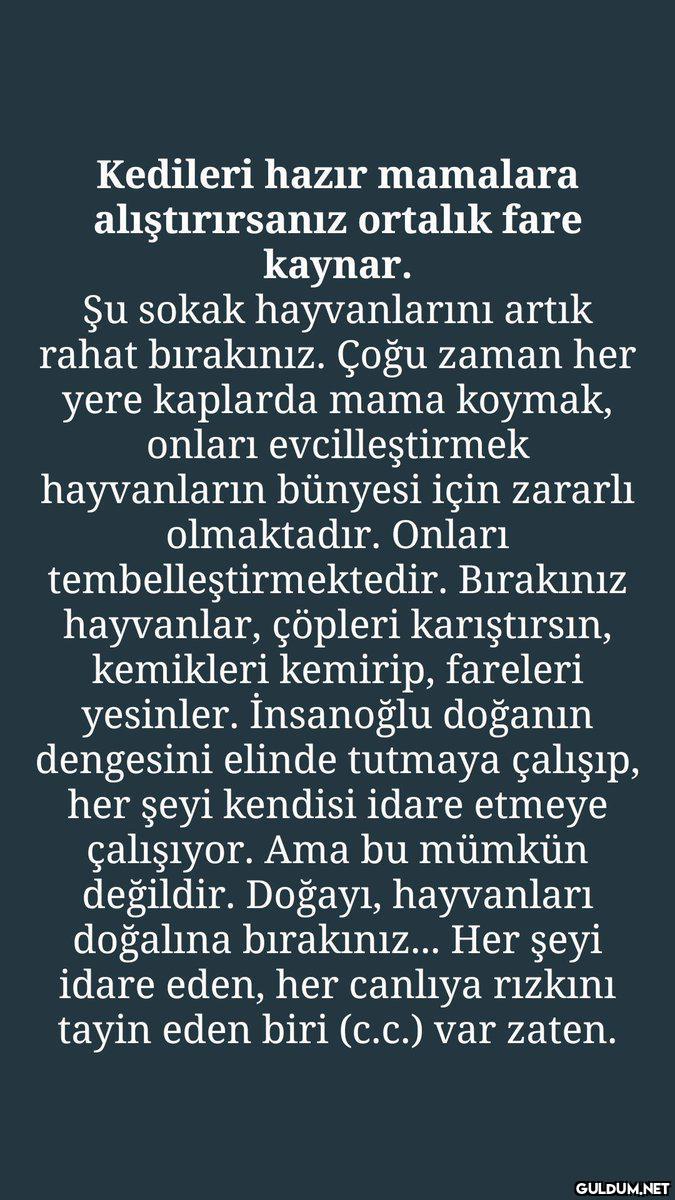 Kedileri hazır mamalara...
