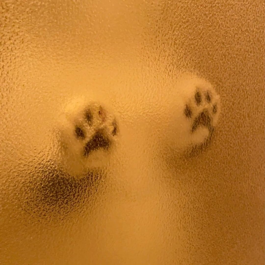 🥺🐾 📸 @jirosan77 - #paws...