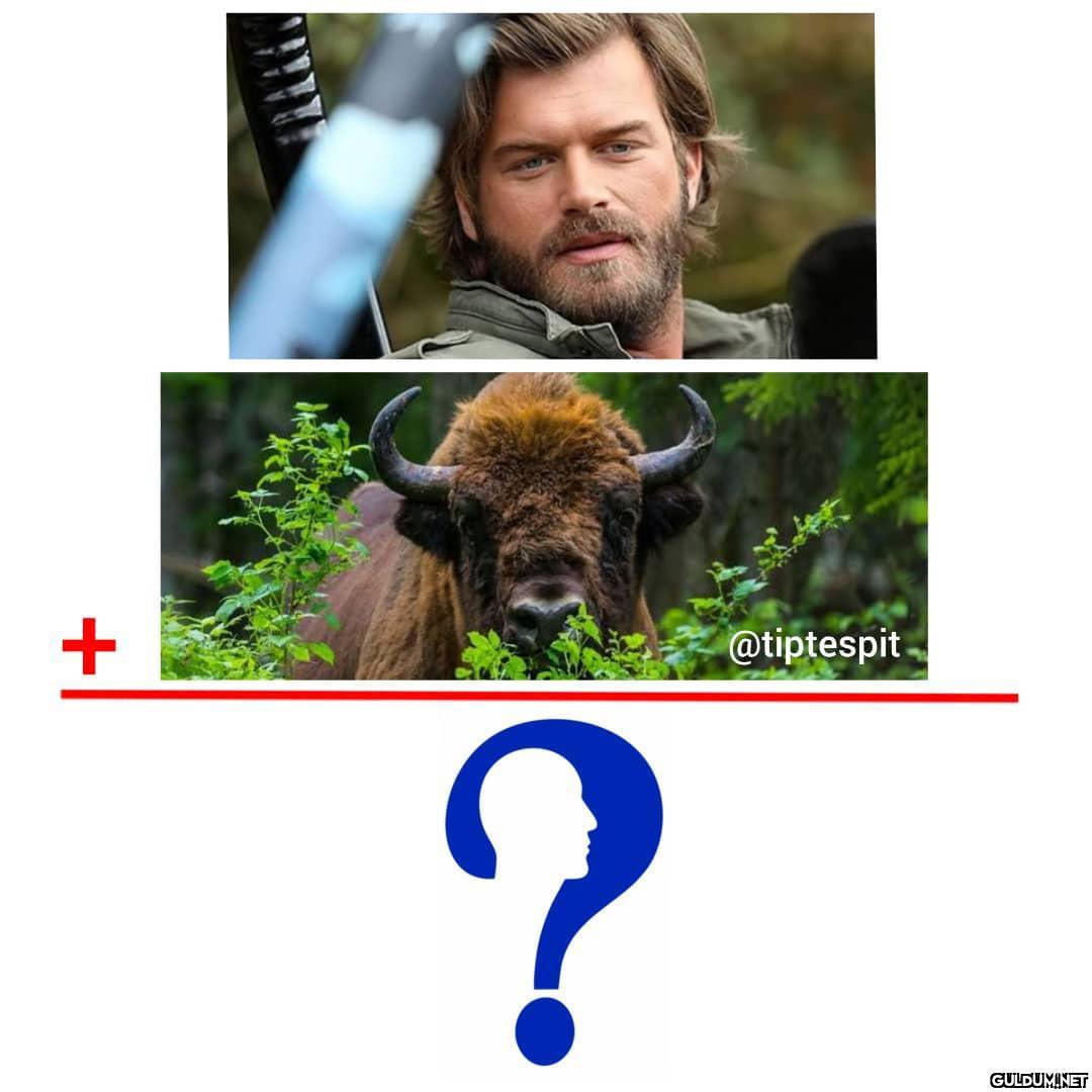 Kıvanç Tatlıtuğ + Bizon =...