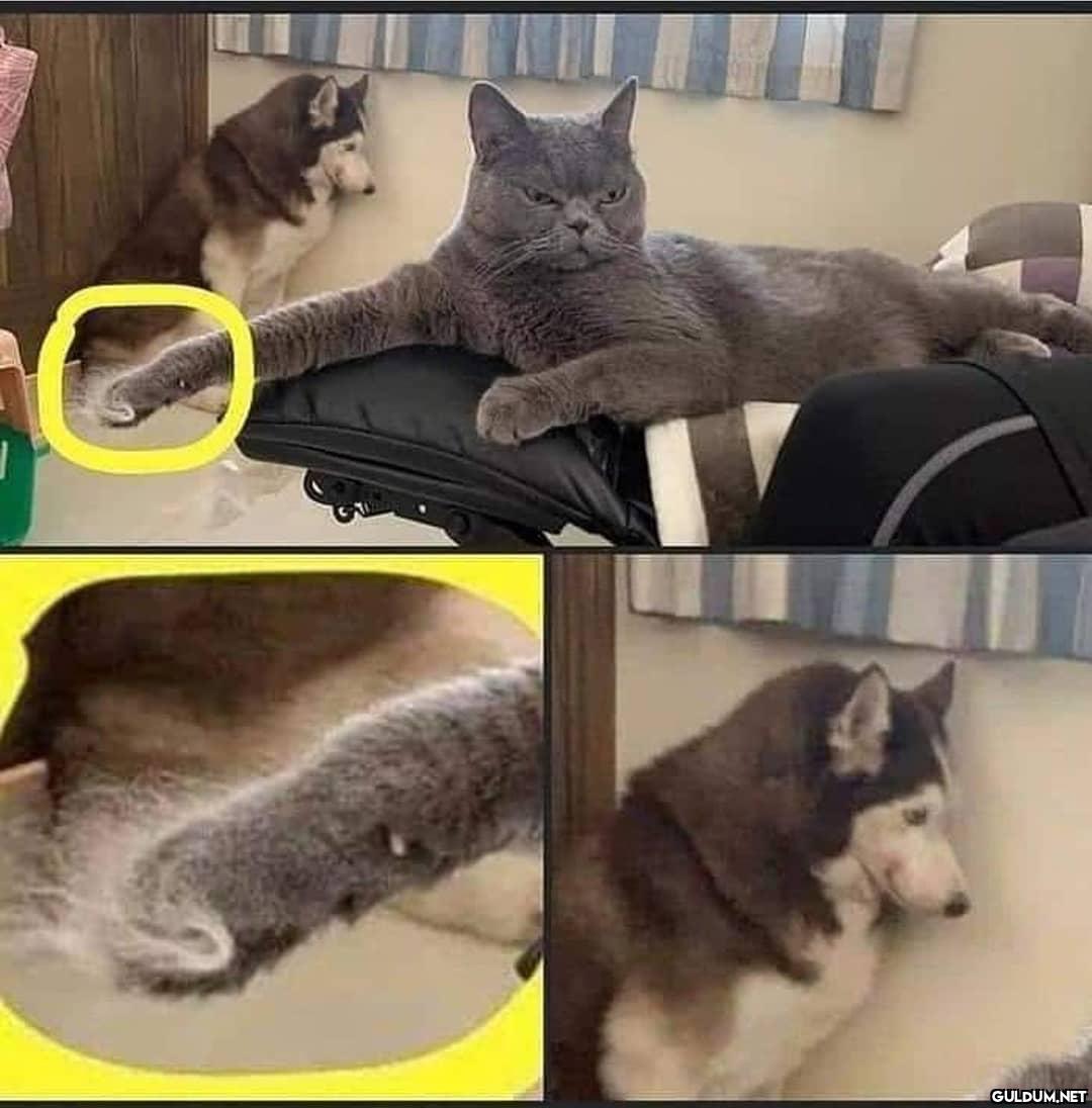 Eşkıya dünyaya hükümdar...