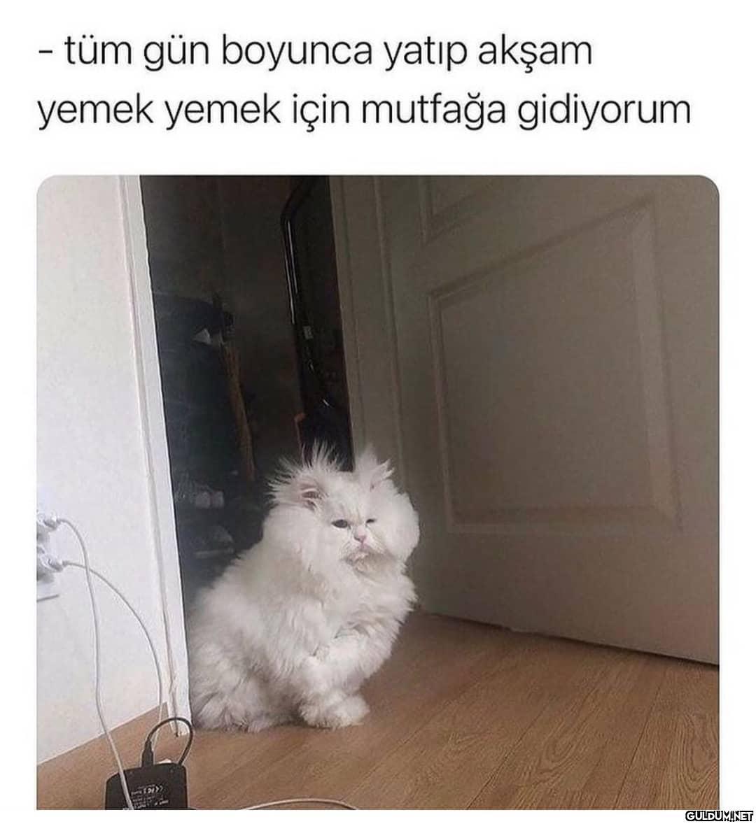 - tüm gün boyunca yatıp...