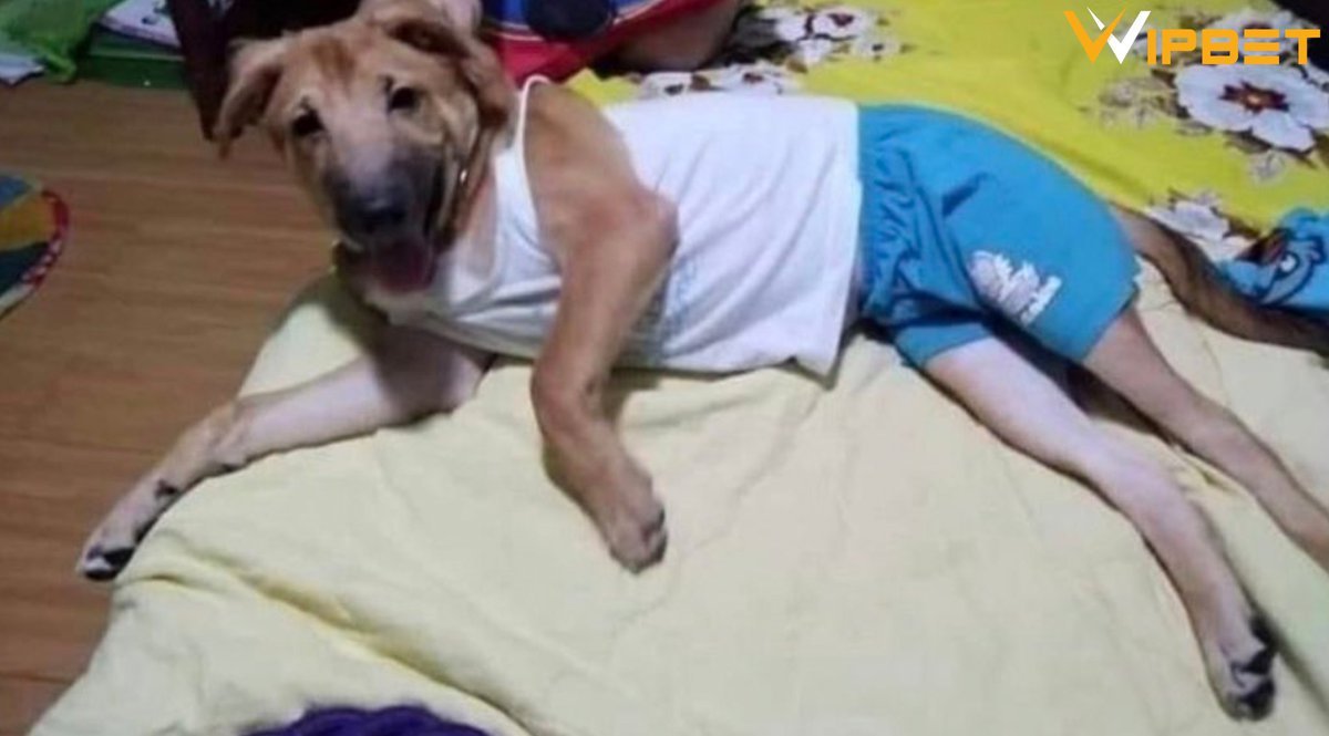 Manitanın çok tatlı diye...