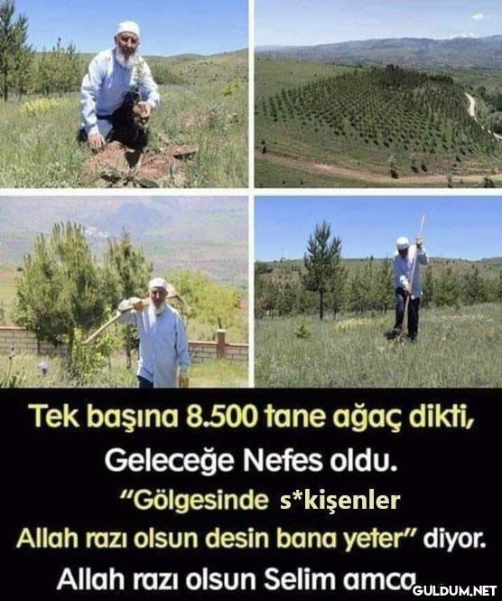 Tek başına 8.500 tane ağaç...