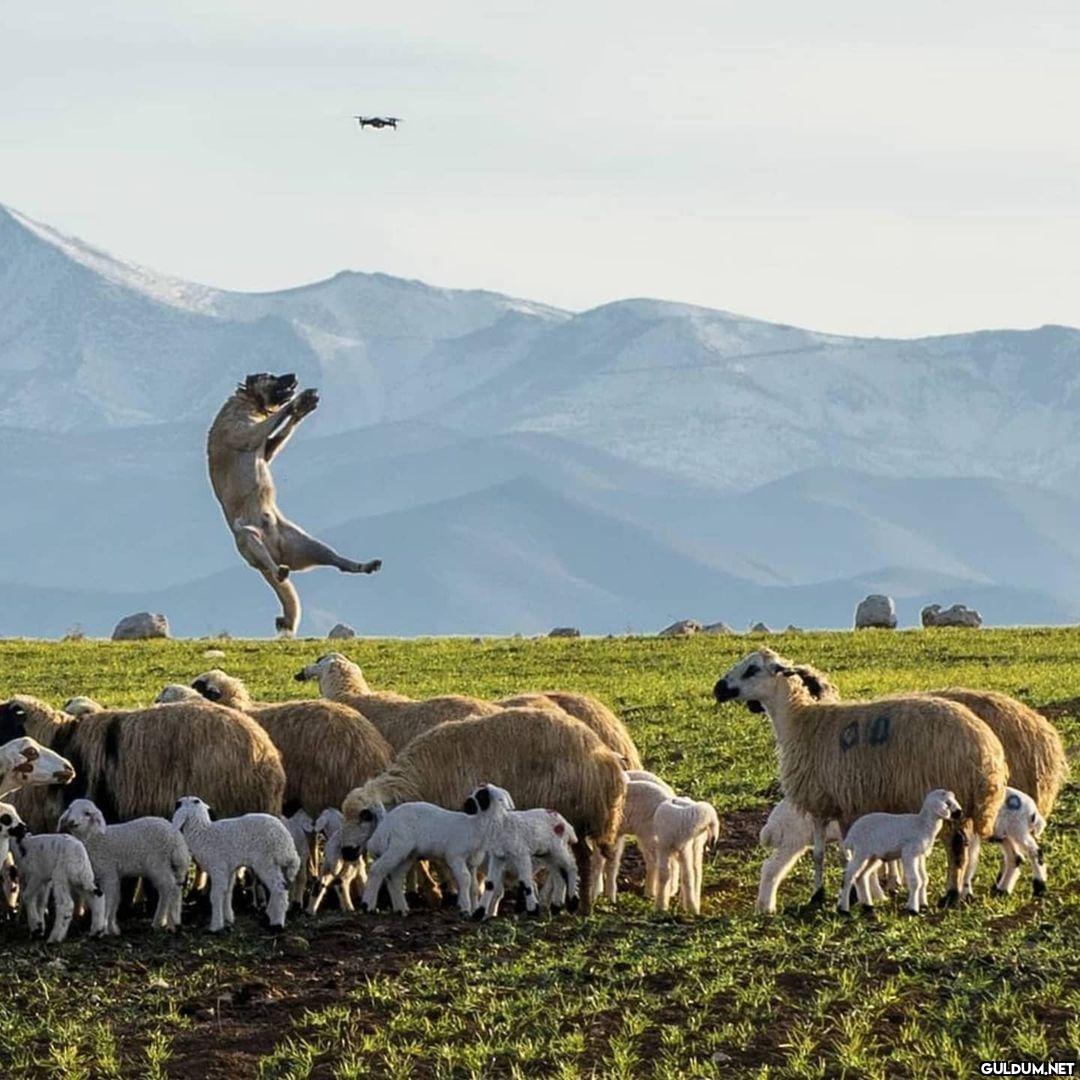 Kaydırmalı [📷 @malik_kaya]...