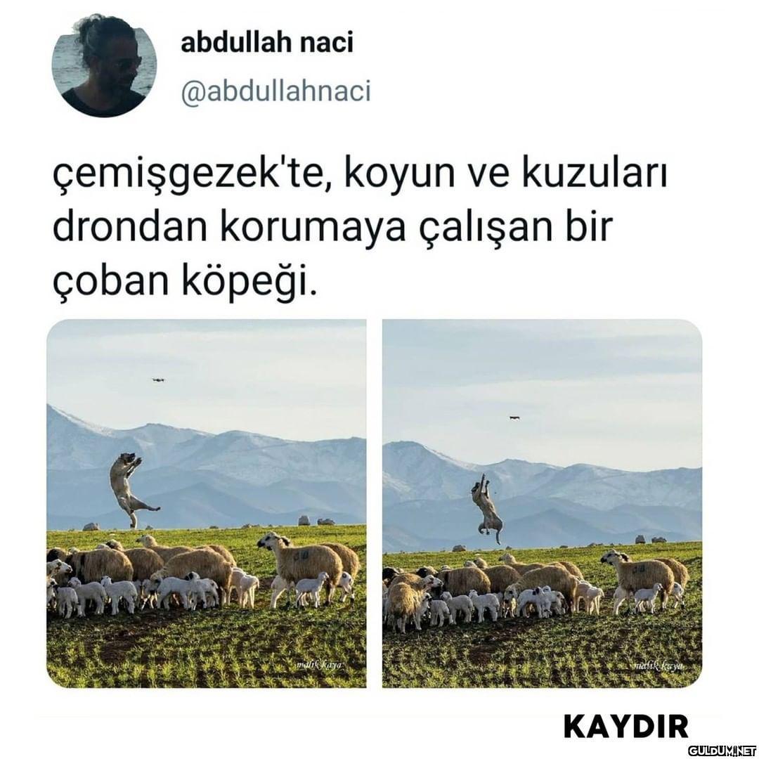 Kaydırmalı [📷 @malik_kaya]...