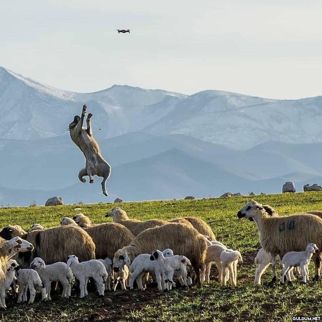 Kaydırmalı [📷 @malik_kaya]...