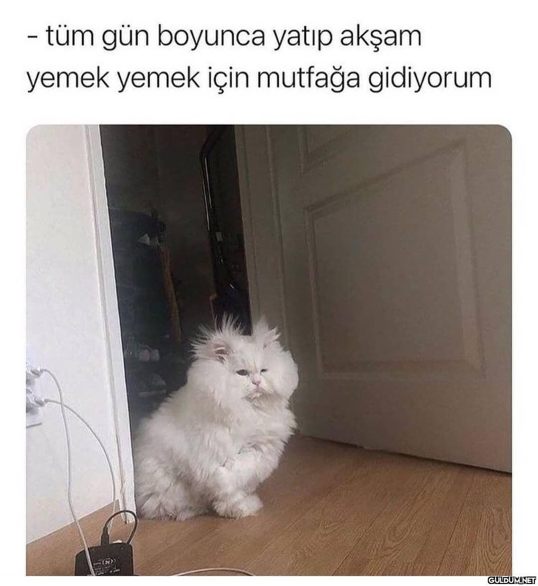 - tüm gün boyunca yatıp...