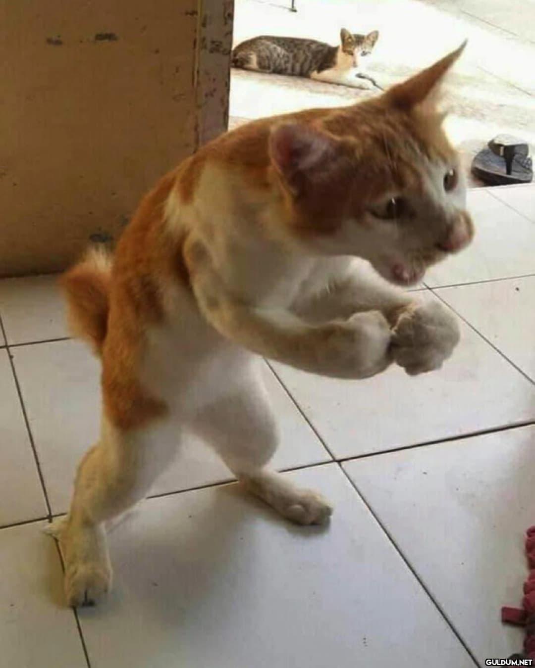 Yav kaç defa diyorum şu...