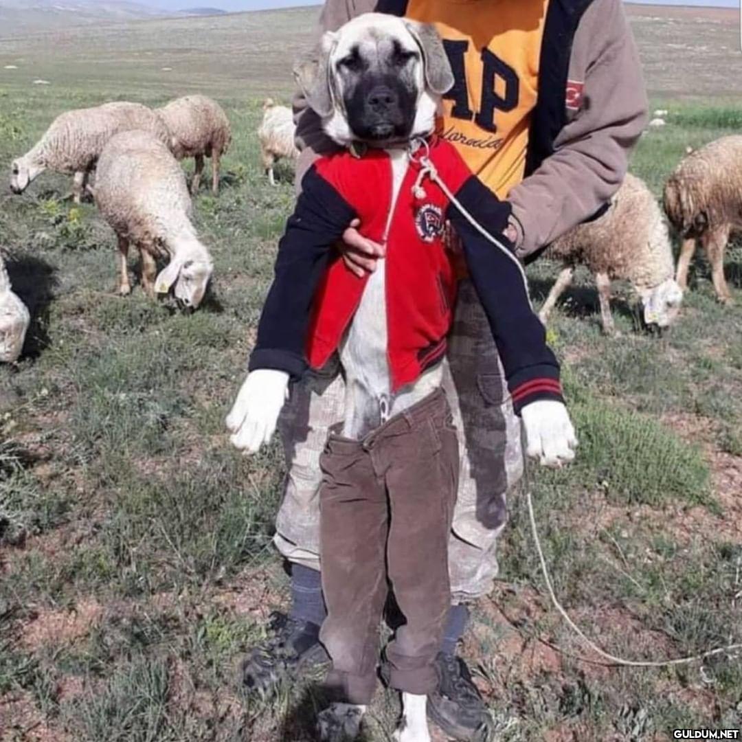 anlamsız fotoğraflar 9888 ...