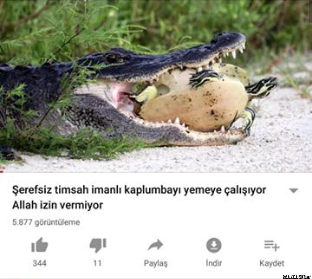 Şerefsiz timsah imanlı...