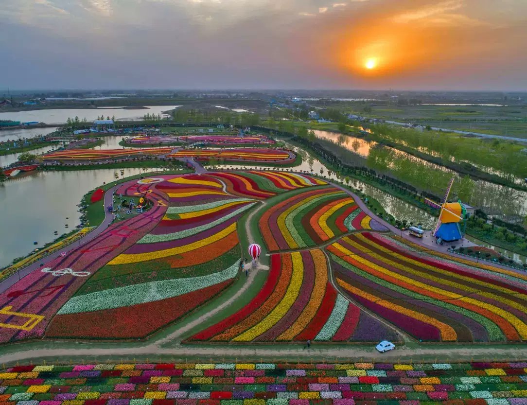 Hollanda'da lale...