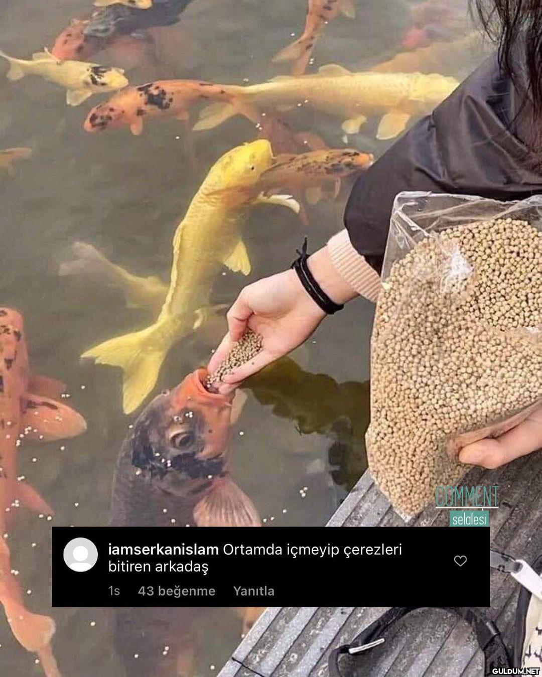 comment şelalesi 7786 ...