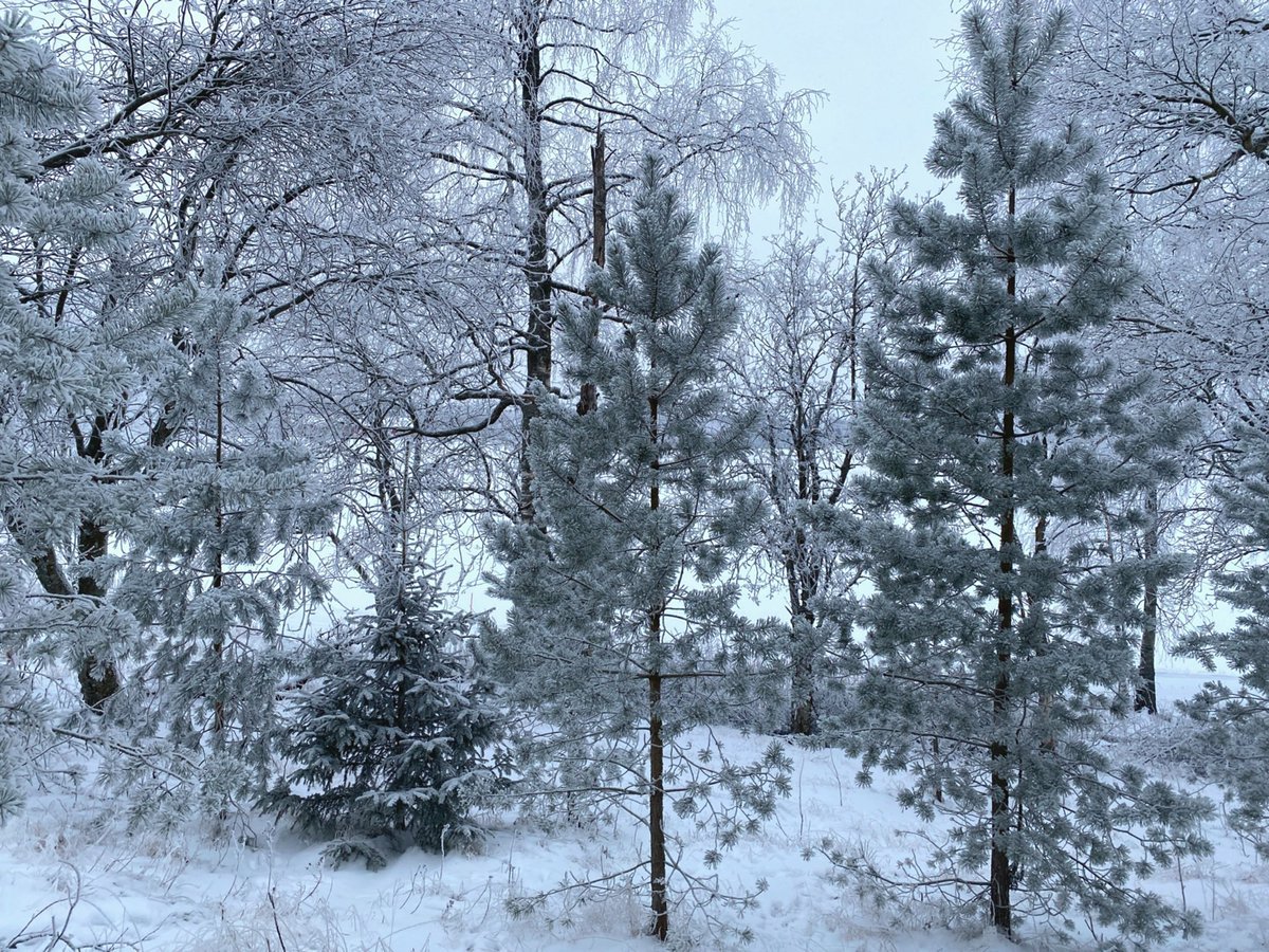 Winter vibes❄️    Kaynak
