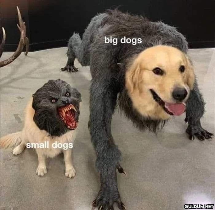 Doğanın kanunu  big dogs...