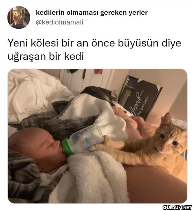 kedilerin olmaması gereken...