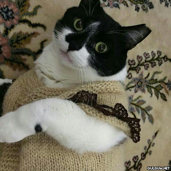Masum (Kaydırmalı)  gece...