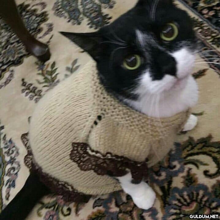 Masum (Kaydırmalı)  gece...