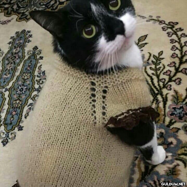 Masum (Kaydırmalı)  gece...