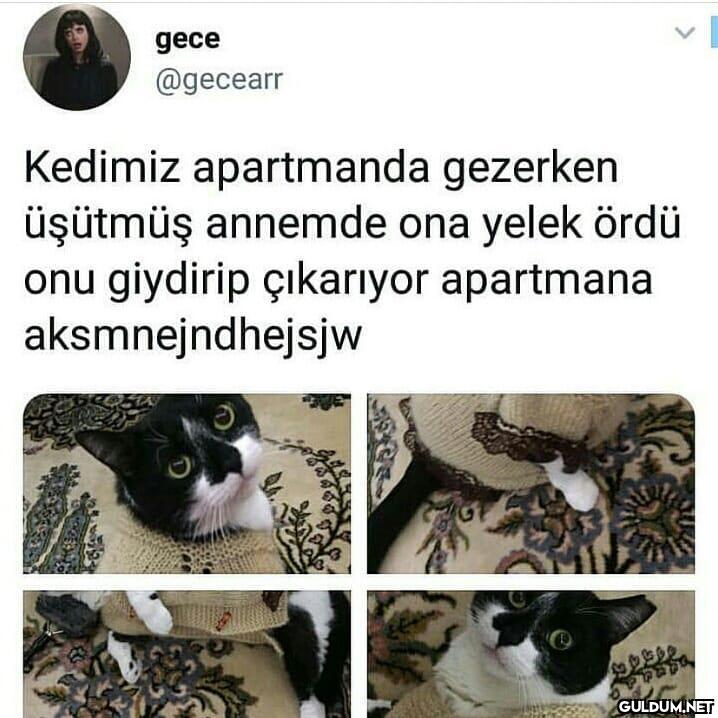 Masum (Kaydırmalı)  gece...