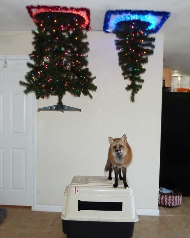 How to protect Christmas...