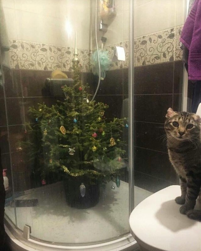 How to protect Christmas...