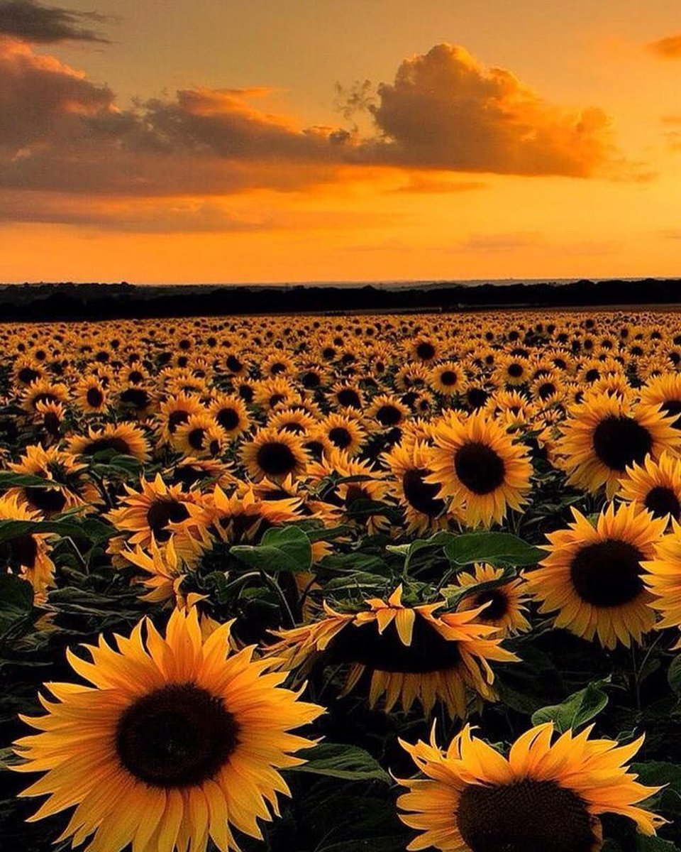 Hollanda'nın Ayçiçekleri🌻    Kaynak