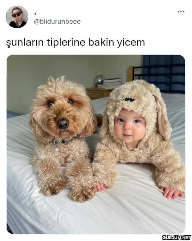 ☺☺ [📷 @minidoodlebentley] ...
