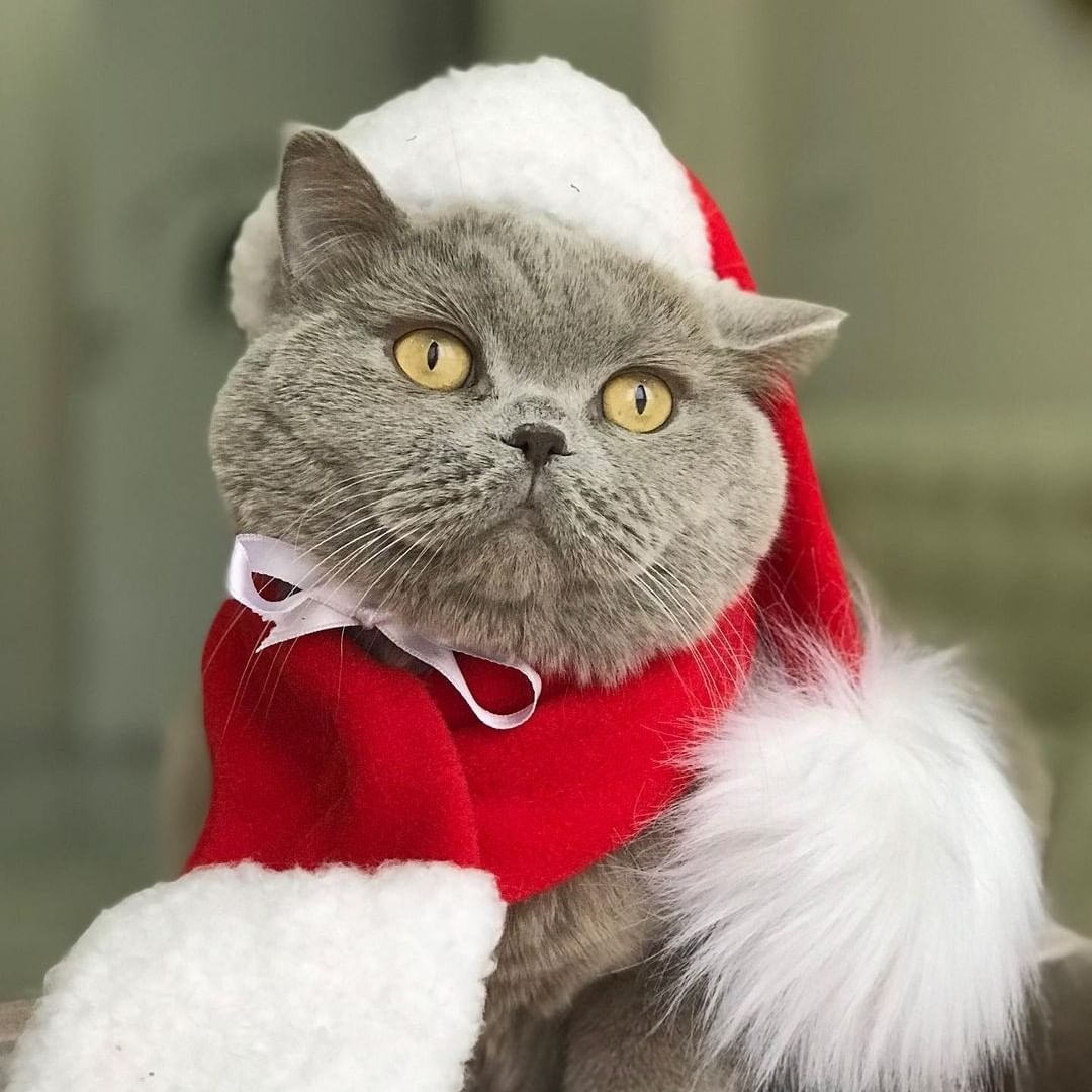 Oh Christmas tree, oh...