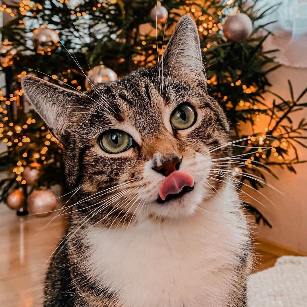 Oh Christmas tree, oh...