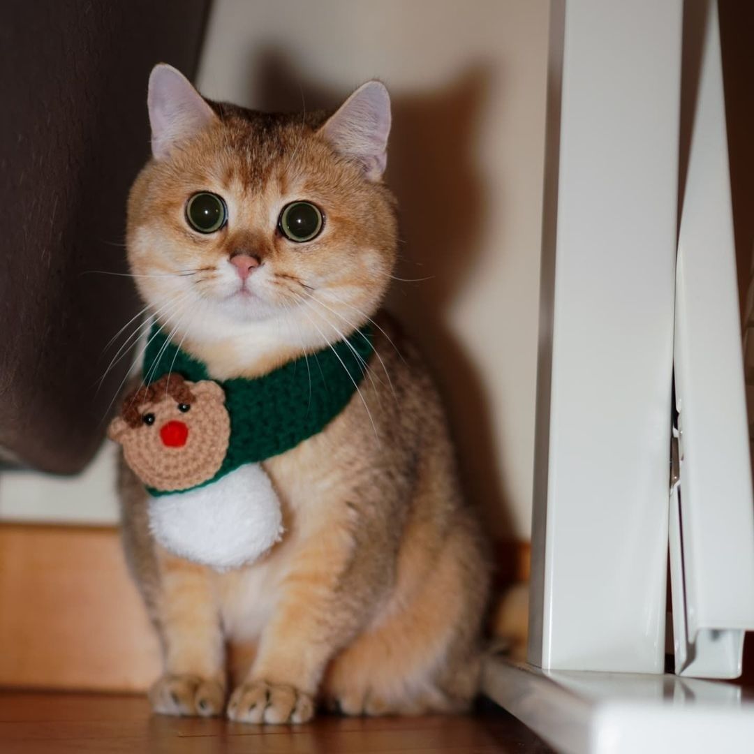 Oh Christmas tree, oh...